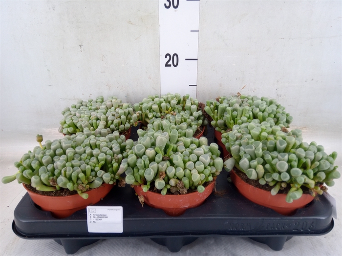 <h4>Succulents   ...</h4>