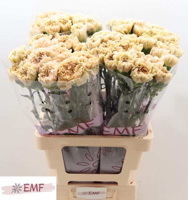 <h4>DI ST LEGE MARRONE</h4>