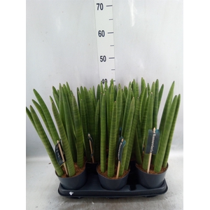 Sansevieria cyl.  ...