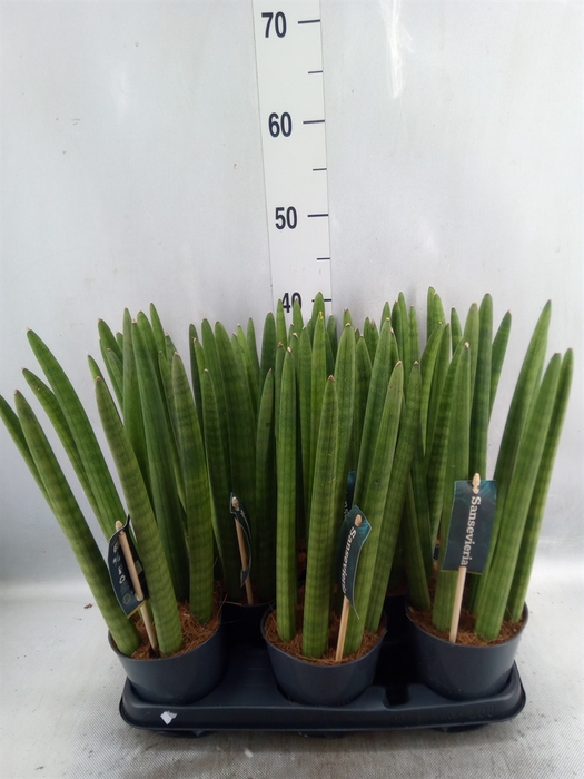 <h4>Sansevieria cyl.  ...</h4>