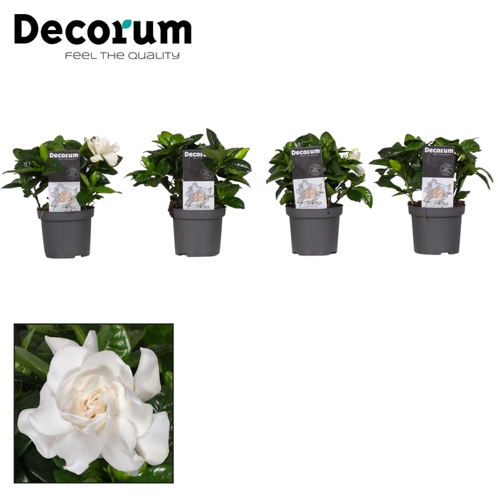 <h4>Gardenia Jasminoides</h4>