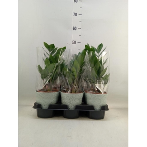 Zamioculcas zamiifolia