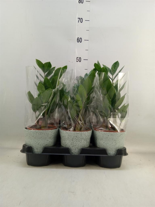 <h4>Zamioculcas zamiifolia</h4>