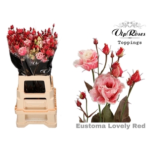 Eus G Alissa Paint Lovely Red