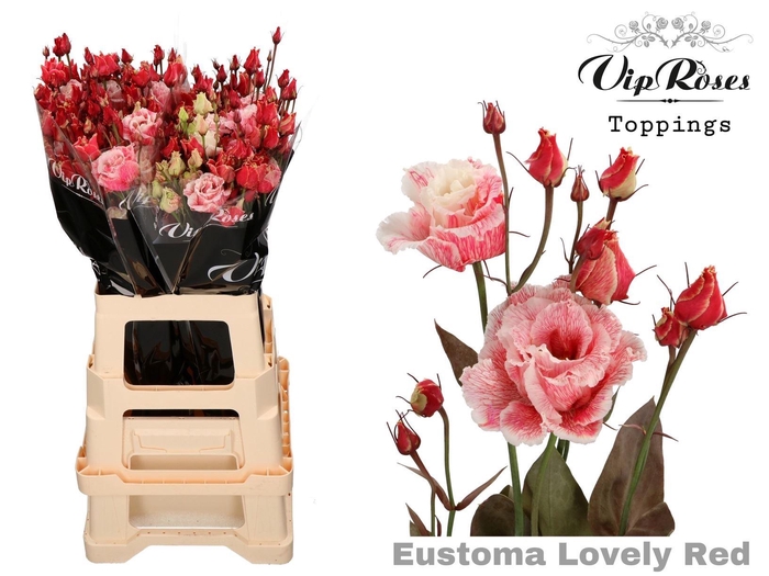 <h4>Eus G Alissa Paint Lovely Red</h4>