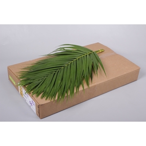 Areca