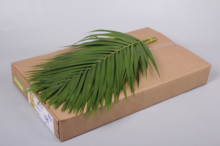 <h4>Areca</h4>