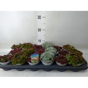 Sempervivum   ...mix