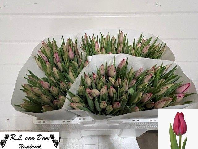 <h4>TU EN FRONTLINE</h4>