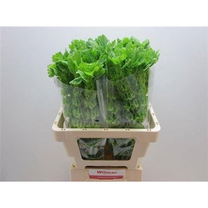 Moluccella Stuk