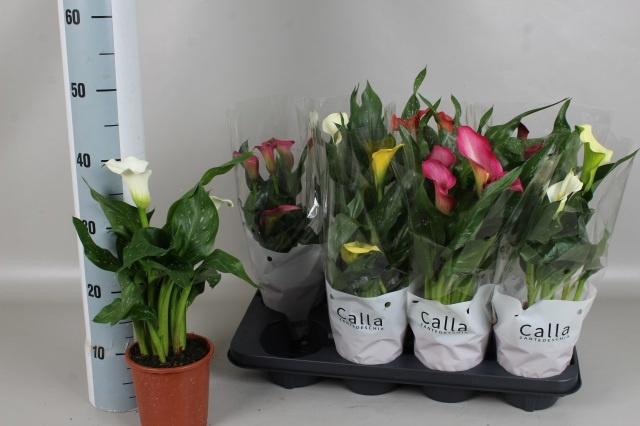 <h4>ZANT GEM 5 KL</h4>