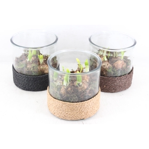 arr4 Narcis PL - Cilin. breed touw x3