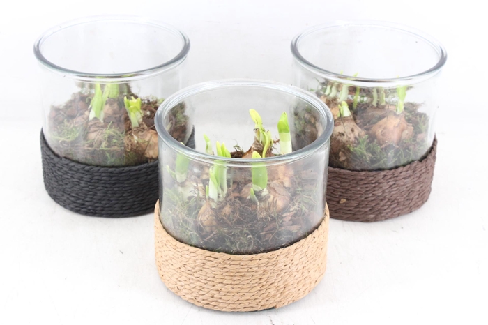 <h4>arr4 Narcis PL - Cilin. breed touw x3</h4>