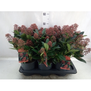 Skimmia jap. 'Rubella'