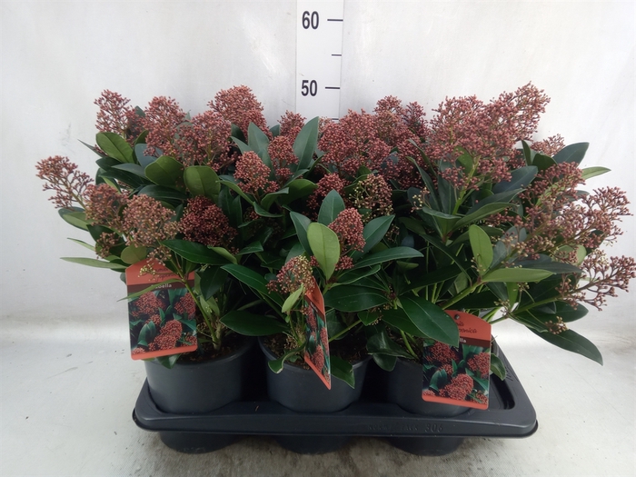 Skimmia jap. 'Rubella'