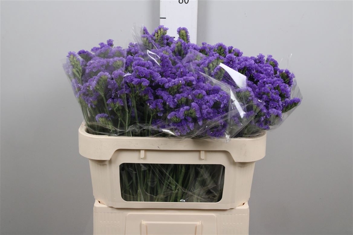 <h4>Lim S Pippa Wings</h4>
