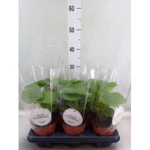 Pilea peperomoides