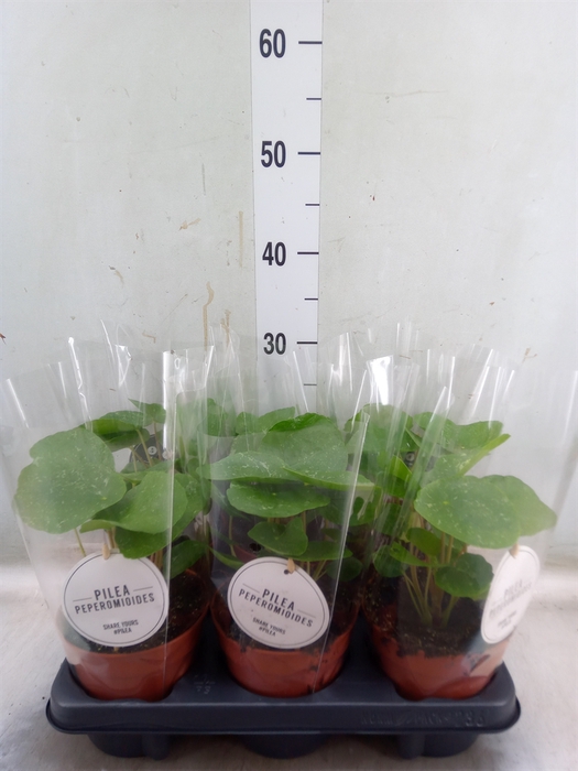 <h4>Pilea peperomoides</h4>