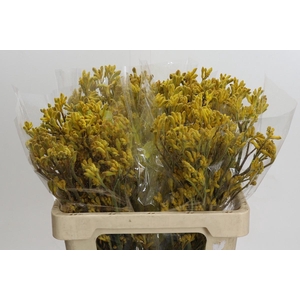 Kangaroo Paw Yellow Gem