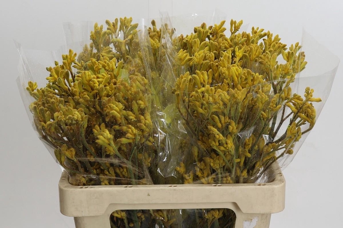 <h4>Anigozanthos Yellow Gem</h4>