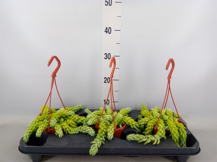 <h4>Sedum morganianum</h4>