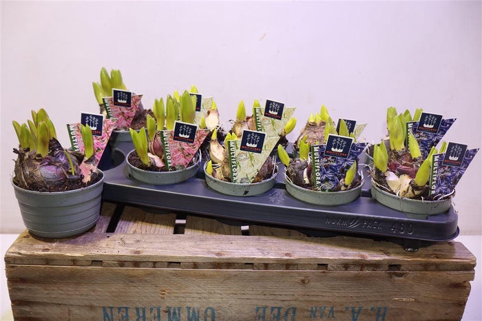 <h4>arr8 Hyacin Mult Gem 3 Kl</h4>