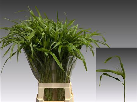 <h4>Panic Vi Fontaine</h4>