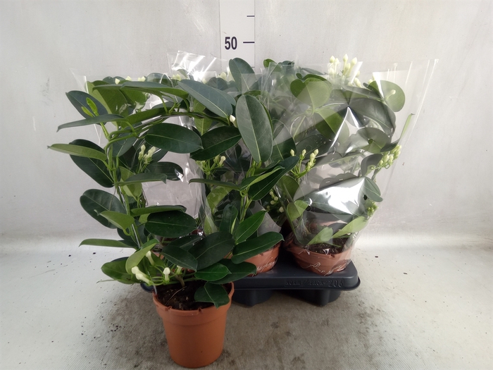 <h4>Stephanotis floribunda   ...</h4>