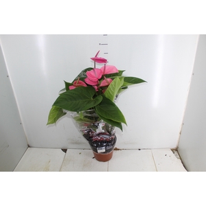 ANTHURIUM ALLURE P19