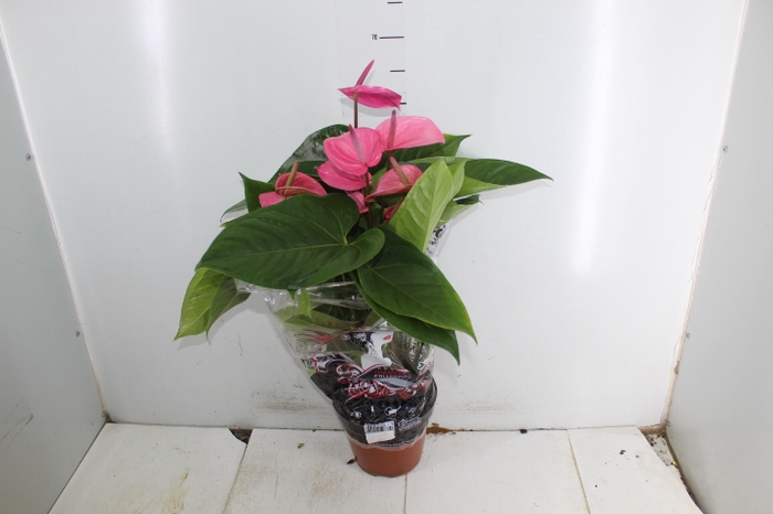 ANTHURIUM ALLURE P19