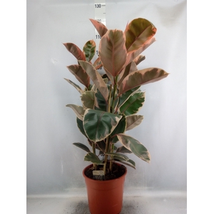 Ficus elastica 'Belize'