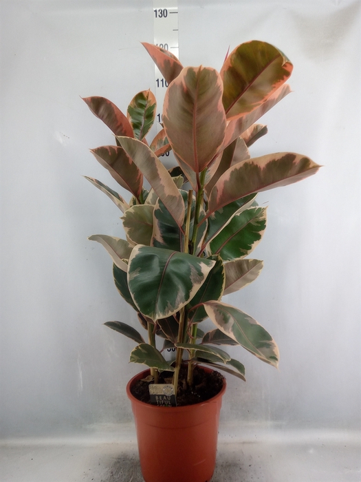 <h4>Ficus elastica 'Belize'</h4>