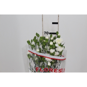 CRAVO SPRAY RAMAYA 070 CM
