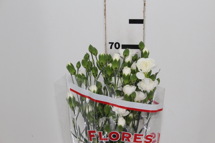 <h4>CRAVO SPRAY RAMAYA 070 CM</h4>