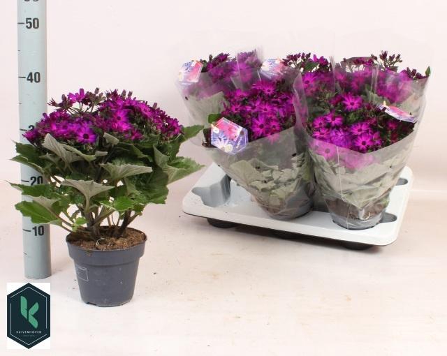 <h4>PERI C MAN PURPLE</h4>