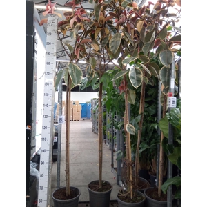 Ficus elastica 'Belize'