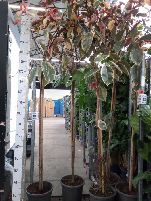 <h4>Ficus elastica 'Belize'</h4>