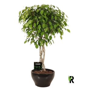 Ficus benj. Exotica flat braid in keramiek rond zwart