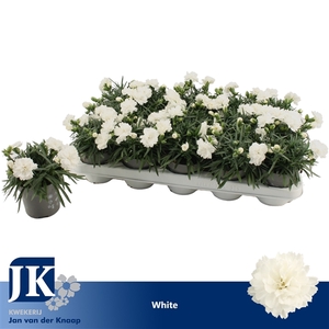 Dianthus White