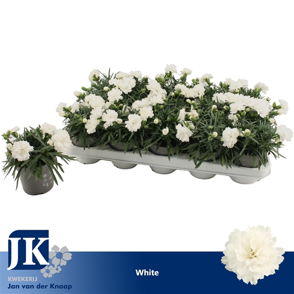 <h4>Dianthus White</h4>