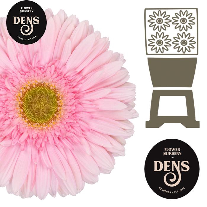 <h4>Gerbera Romella Diamond</h4>