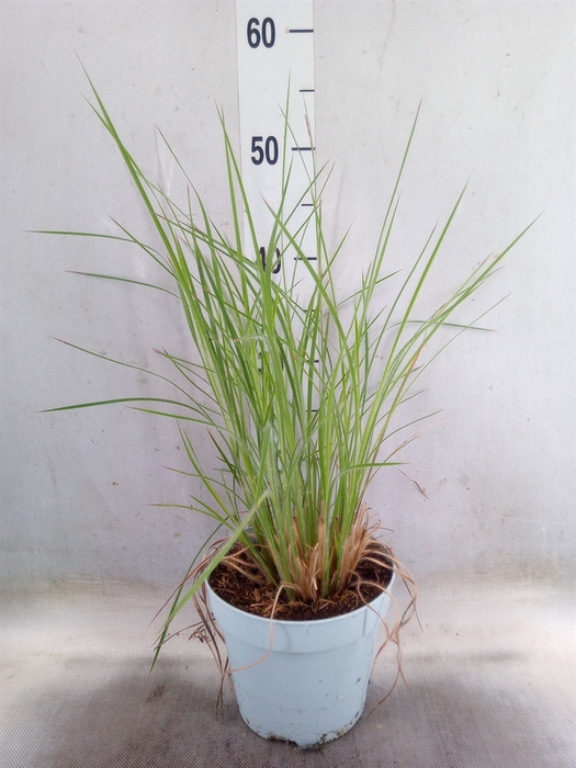 <h4>Siergras   ...              [Grass]</h4>