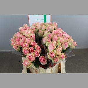 R GR BELLE ROSE
