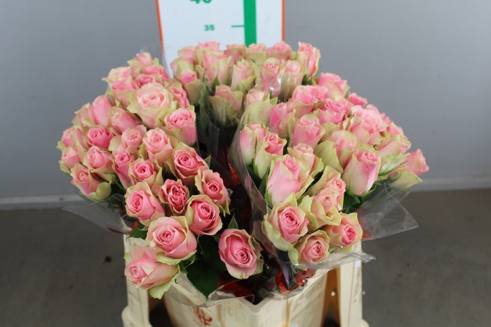 R GR BELLE ROSE