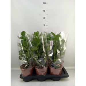 Clusia rosea 'Princess'