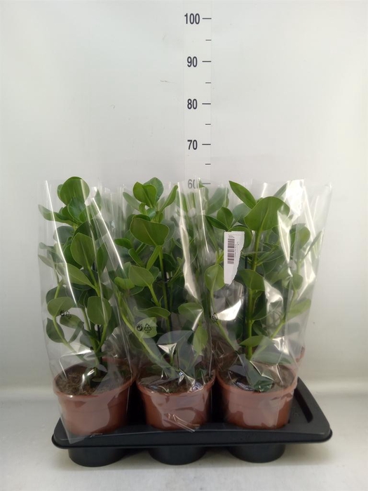 <h4>Clusia rosea 'Princess'</h4>