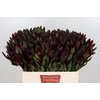 Leucadendron Saf Sunset Dark Red