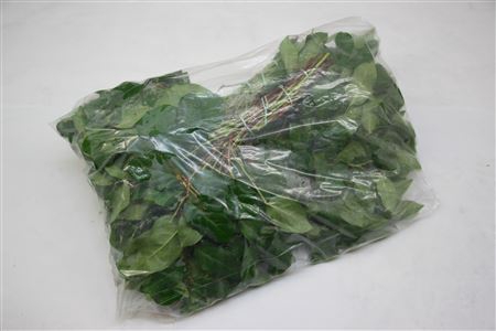 <h4>Salal Tip Zak X5</h4>
