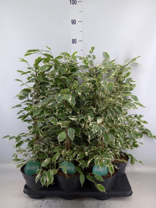 <h4>Ficus benja. 'Twilight'</h4>