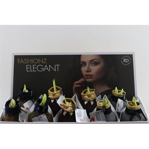 HIPPEASTRUM WAX ELEGANT MIX